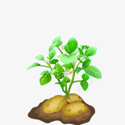 土豆花土豆花高清图片
