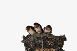鸟类的庇护所鸟窝中的燕子高清图片