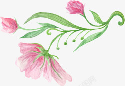 粉色铅笔手绘一株鲜花高清图片