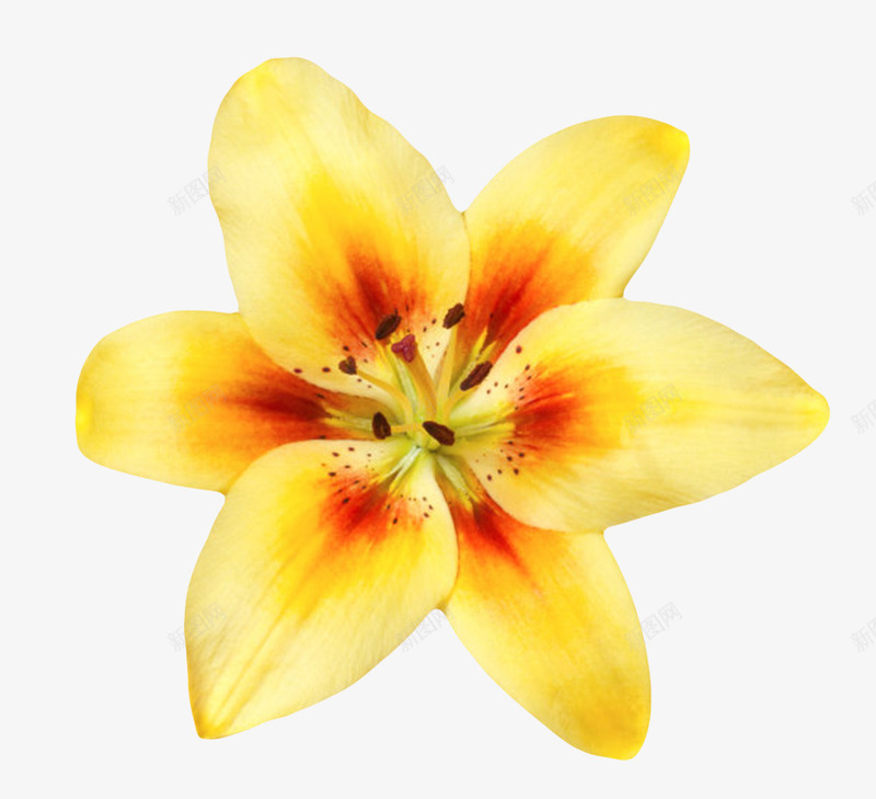 黄色有观赏性兰花一朵大花实物png图片免费下载 素材7qjkvagvw 新图网
