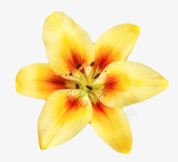 黄色有观赏性兰花一朵大花实物素材