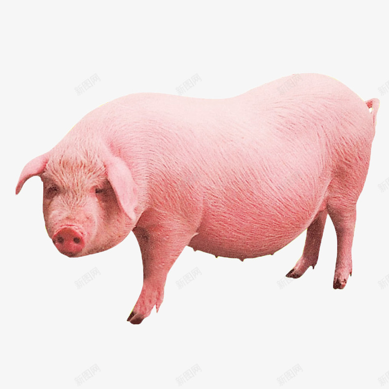 家养的猪psd免抠素材_新图网 https://ixintu.com Q版猪 动物 大肥猪 家畜 猪肉 肥猪