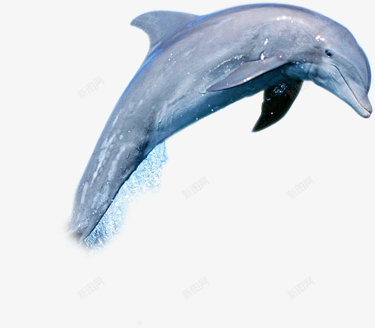 海洋鲸鱼海豚png免抠素材_新图网 https://ixintu.com 海洋 海豚 鲸鱼 鲸鱼插图