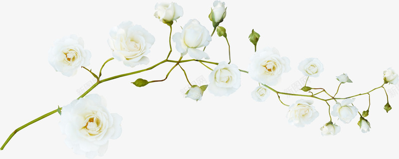白色花朵绿枝干png免抠素材_新图网 https://ixintu.com 枝干 白色 花朵