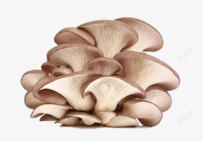 新鲜的蘑菇png免抠素材_新图网 https://ixintu.com png图片 产品实物 平菇 新鲜的蘑菇 时令蔬菜 绿色食品免费png 进口蔬菜