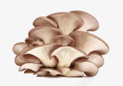 新鲜进口大虾新鲜的蘑菇高清图片