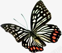 棕色春季斑点蝴蝶png免抠素材_新图网 https://ixintu.com 斑点 春季 棕色 蝴蝶