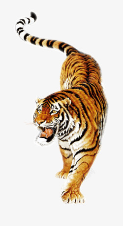 哺乳老虎高清图片