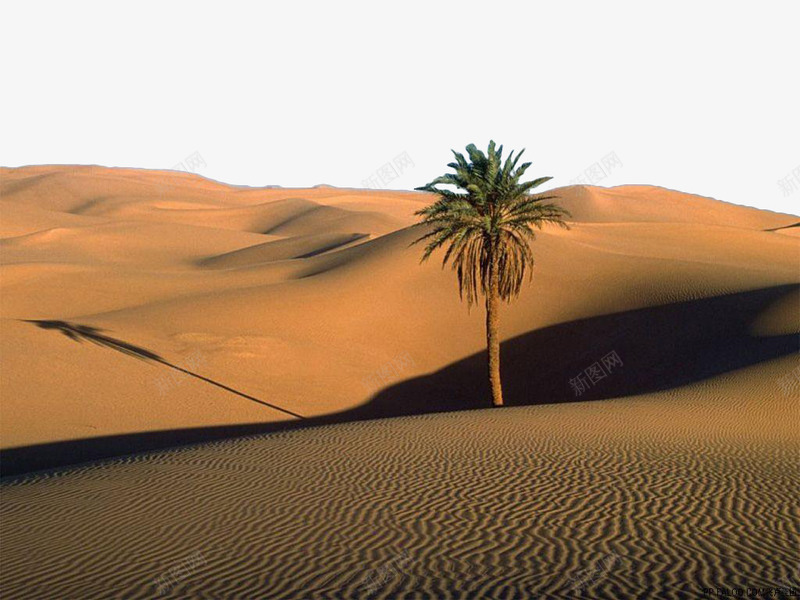 沙漠里的树png免抠素材_新图网 https://ixintu.com 叶子 戈壁 树 沙漠 自然景观 黄色