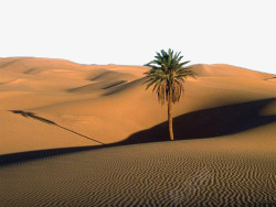 沙漠里的树素材