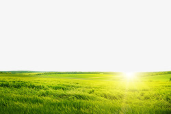 绿色稻田春天美丽的大草原风景高清图片