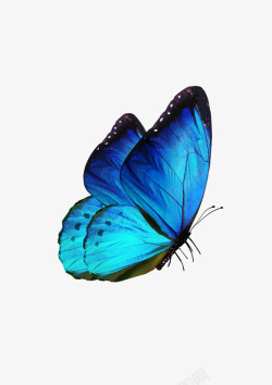 美丽昆虫一张小蝴蝶高清图片