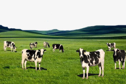 草地奶牛草原牧场高清图片