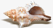 沙滩海边贝壳海螺素材