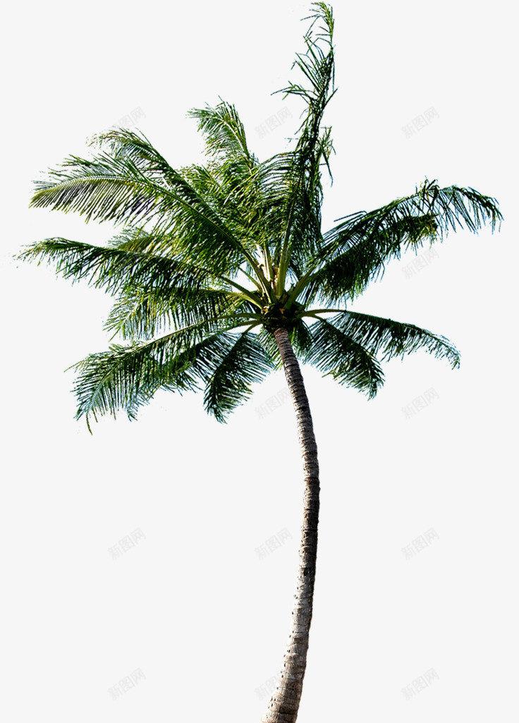 沙滩度假海边椰子树png免抠素材_新图网 https://ixintu.com 度假 椰子树 沙滩 海边