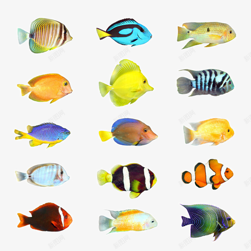 热带鱼png免抠素材_新图网 https://ixintu.com 小鱼 彩色的海洋鱼类图片 彩色鱼 海洋生物 漂亮的鱼 热带鱼 热带鱼素材图 鱼儿 鱼类