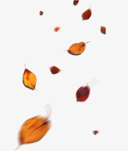 漂落的飘落秋天树叶高清图片