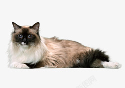 免扣图布偶猫趴着的布偶猫动物高清图片