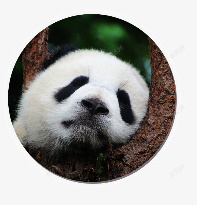 世界睡眠日睡着的熊猫psd免抠素材_新图网 https://ixintu.com 世界睡眠日 可爱 熊猫 睡眠 睡眠日 睡着的熊猫 睡觉