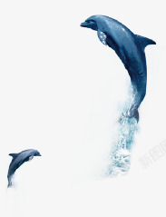 海豚玩耍实拍素材