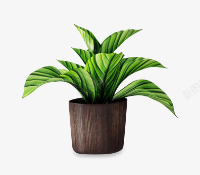勃勃生机草本植物png免抠素材_新图网 https://ixintu.com 植物 活力 盆栽小草 绿色