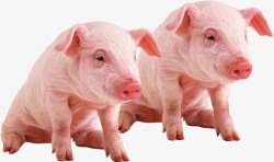 正宗土猪农家土猪配种养殖售卖粉色种猪宣高清图片