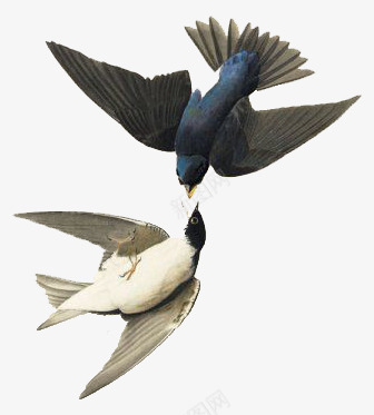 两只鸟喂食psd免抠素材_新图网 https://ixintu.com 温馨 白色 蓝色 鸟类