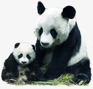 可爱大熊猫动物png免抠素材_新图网 https://ixintu.com 动物 可爱 大熊猫 熊猫眼