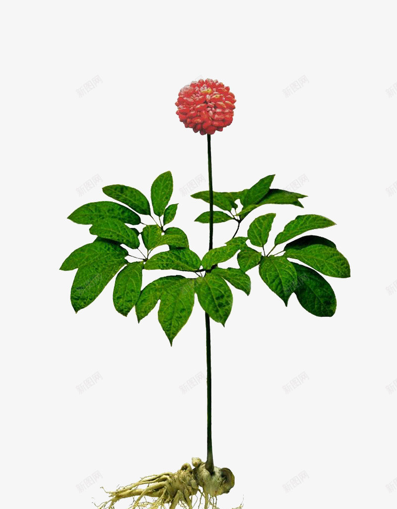三七花png免抠素材_新图网 https://ixintu.com 三七 三七花 中药 植物 绿叶 花朵 药草