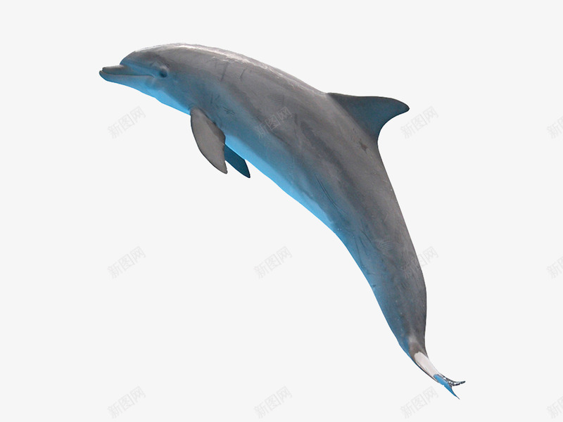 跃起的海豚png免抠素材_新图网 https://ixintu.com 动物 海洋 海洋哺乳动物 海洋生物 海豚 跃出 跃起 跃起的鱼 鱼 鱼类