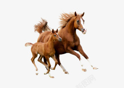马匹奔跑背景骏马高清图片