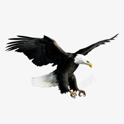 老鹰飞翔飞翔的雄鹰高清图片