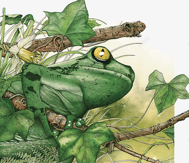 热带雨林青蛙插画png免抠素材_新图网 https://ixintu.com 插画 无脊椎动物 热带雨林 青蛙