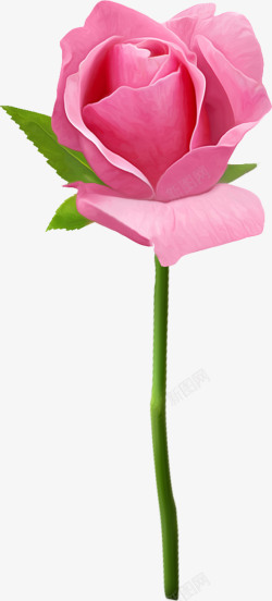 粉色手绘玫瑰花素材