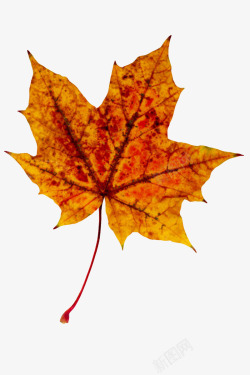 树叶凋落红色植物残旧的静止的树叶实物高清图片