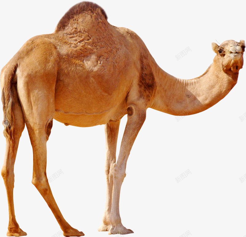 抬头的骆驼png免抠素材_新图网 https://ixintu.com png 动物 抬头 骆驼 骆驼科生物
