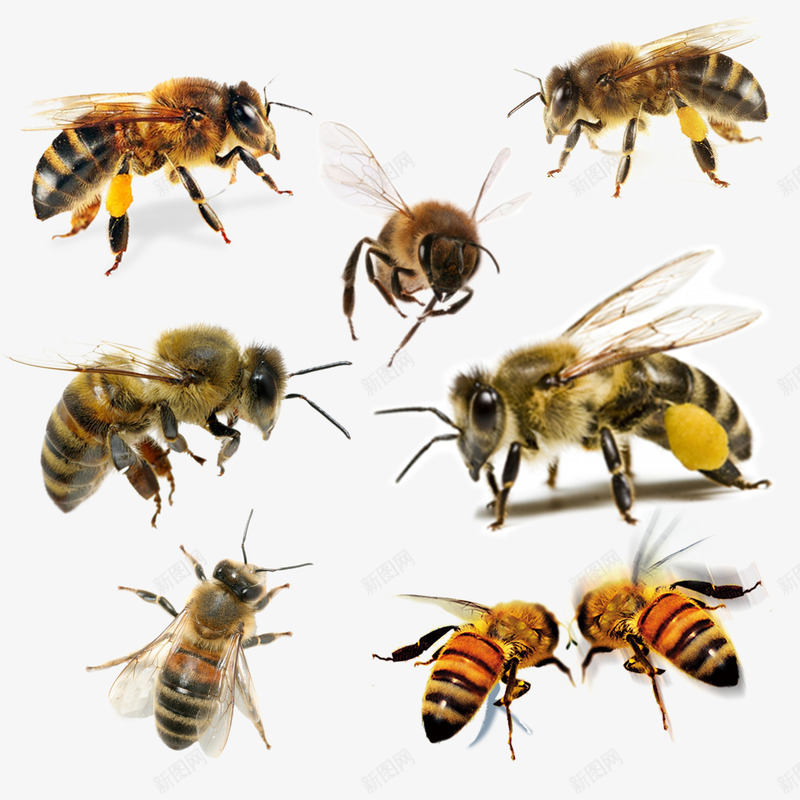 七种样式蜜蜂psd免抠素材_新图网 https://ixintu.com 小蜜蜂 昆虫 蜂类 蜜蜂 采蜜 黄色