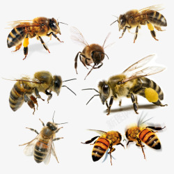七种七种样式蜜蜂高清图片