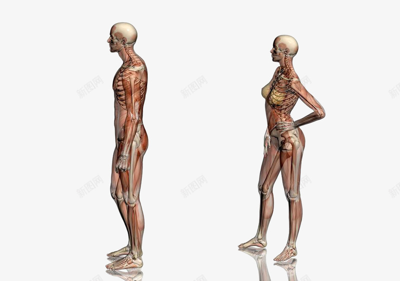 人体模型侧面png免抠素材_新图网 https://ixintu.com 人体侧面 人体模型侧面 人体解剖侧面 人物侧面 解剖学 运动解剖学