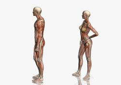 人体模型侧面人体模型侧面高清图片
