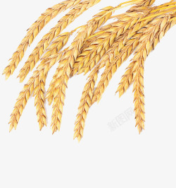 透明小麦高粱png成熟的麦穗高清图片