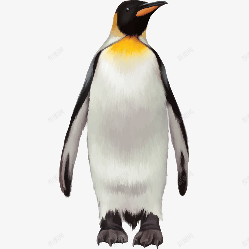 企鹅png免抠素材_新图网 https://ixintu.com 企鹅素材 动物 北极动物 矢量企鹅