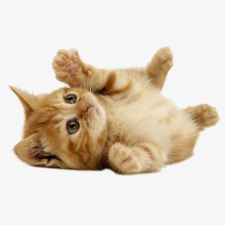 宠物活体免抠可爱小猫咪高清图片