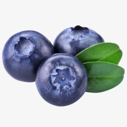 矢量蓝莓蓝莓水果食物图高清图片