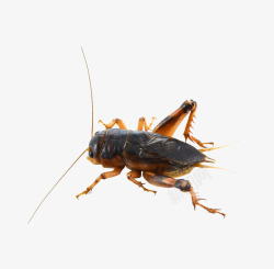 蛐蛐蟋蟀高清图片
