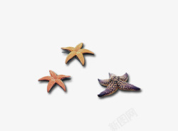 沙滩海星海螺贝壳海鲜素材