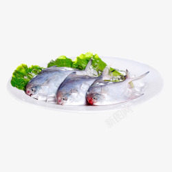 海鲜野生鲳鱼素材