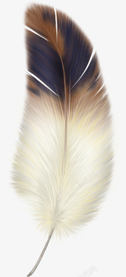 紫羽毛的鸟透明背景羽毛高清图片
