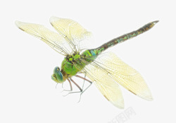 空中飞舞蜻蜓高清图片