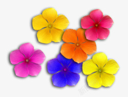 六种颜色的丝带花朵五彩六色花高清图片